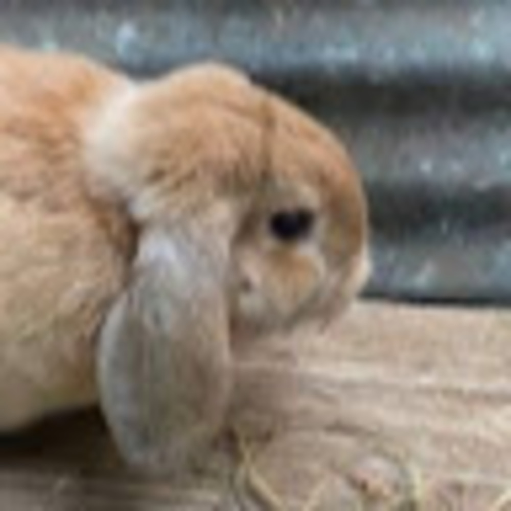 Meet your Posher, Bun bun